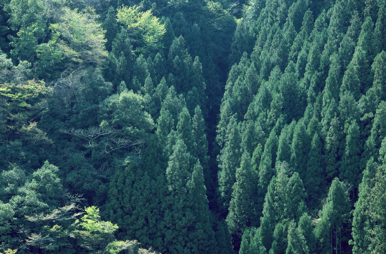 まるで森のなかにいるような気持ちよさ。